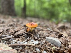 Amanita parcivolvata
