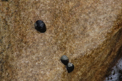 Nerita melanotragus