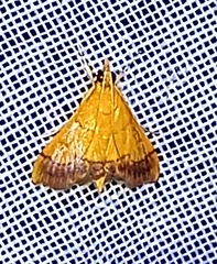Pyrausta bicoloralis