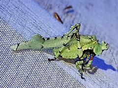 Lichenomorphus fuscifrons