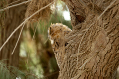 Bubo virginianus elachistus