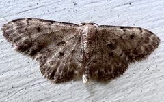 Idaea inquinata