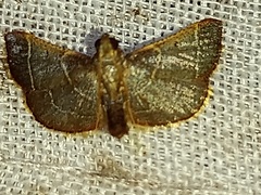 Hypsopygia binodulalis