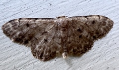 Idaea inquinata