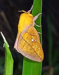 Syssphinx montana