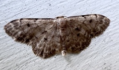 Idaea inquinata