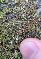 Crassula