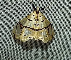 Conchylodes graphialis