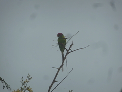 Psittacula cyanocephala