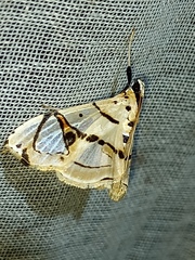 Conchylodes graphialis