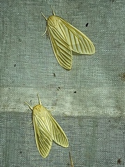 Munona carolinepalmerae