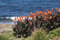 Canna × generalis