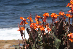 Canna × generalis