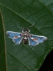 Neoleucinodes