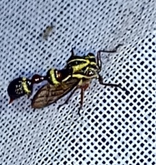 Heteronotus trinodosus