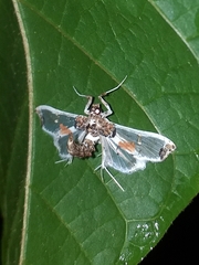 Neoleucinodes