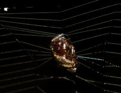 Aspidolasius branicki