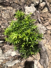 Alyxia ruscifolia