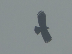 Ictinaetus malaiensis