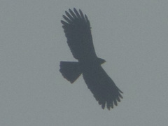 Ictinaetus malaiensis