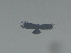 Ictinaetus malaiensis