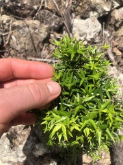 Alyxia ruscifolia