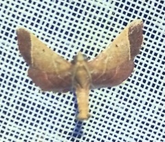 Hypsopygia amoenalis