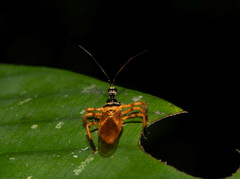 Agriocoris flavipes