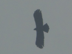 Ictinaetus malaiensis