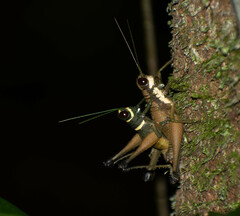 Eucosmetacris cingulata