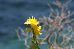 Canna flaccida