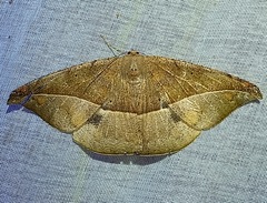 Oxydia platypterata
