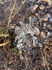 Astragalus utahensis