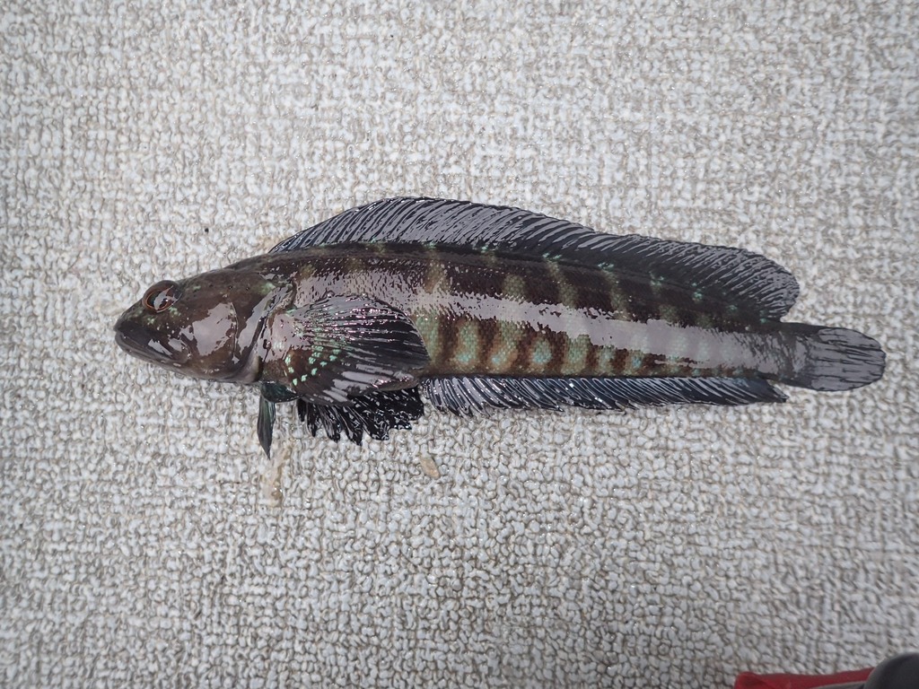 Alaskan ronquil (Bathymaster caeruleofasciatus) — Bathymasteridae