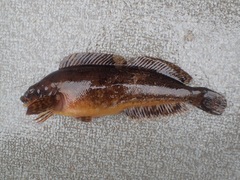Hexagrammos octogrammus