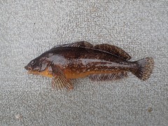 Hexagrammos octogrammus