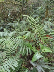 Thelypteridaceae
