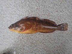 Hexagrammos octogrammus