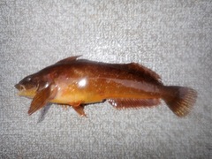 Hexagrammos octogrammus