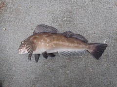 Hexagrammos decagrammus