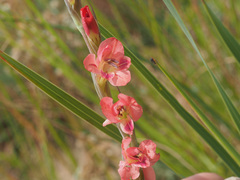 Gladiolus crassifolius