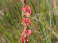 Gladiolus crassifolius
