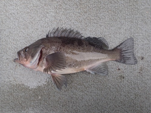 Light Dusky Rockfish