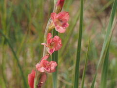 Gladiolus crassifolius
