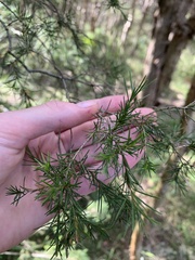 Melaleuca nodosa