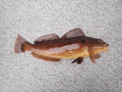Hexagrammos decagrammus