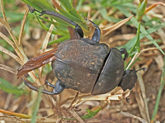 Allogymnopleurus splendidus