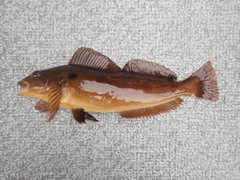 Hexagrammos decagrammus