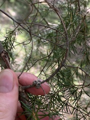 Melaleuca nodosa