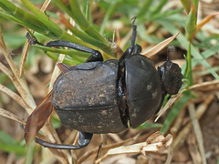 Allogymnopleurus splendidus